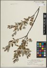 Foto von Salix lapponum L. x Salix myrtilloides L.
